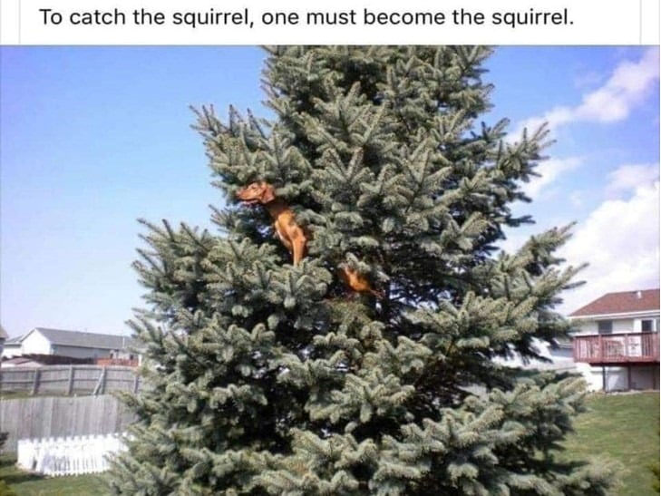 To catch the squirrel you have to become the squirrel.