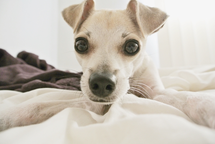 Researcher Develops the Dog Phone! 