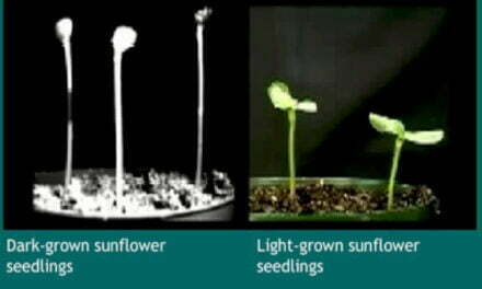 Plants that Can Grow in Complete Darkness