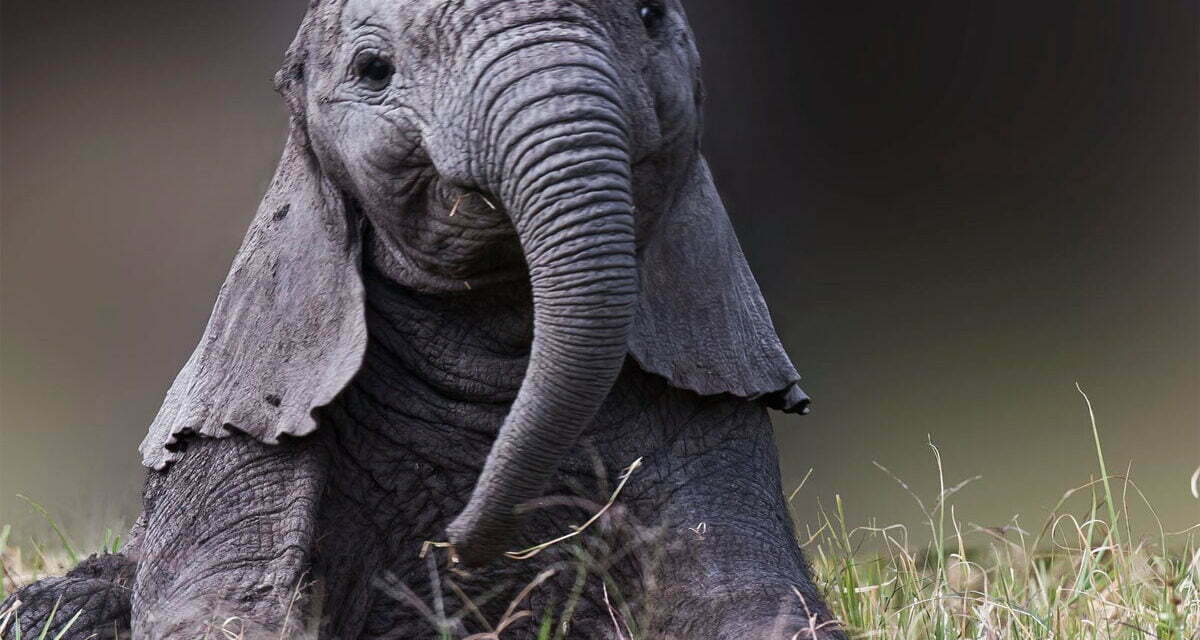 Is it really my elephant?