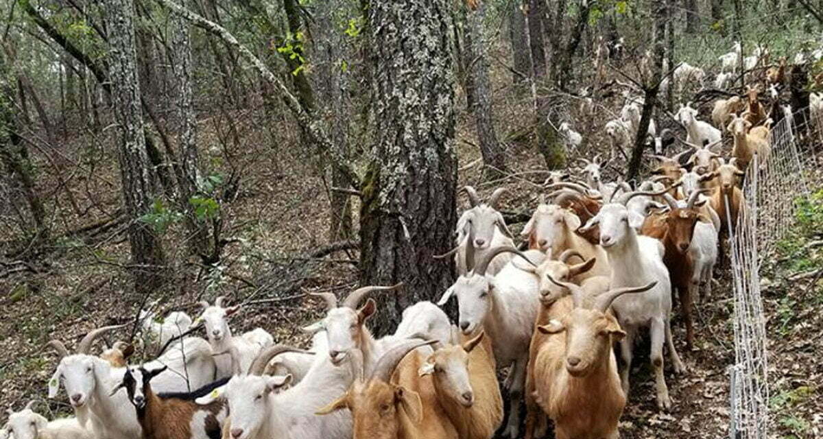 Smokey the Goat to Prevent Forest Fires?