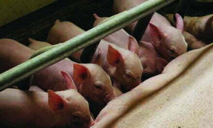 China: Cloned Pigs Produce by Robot