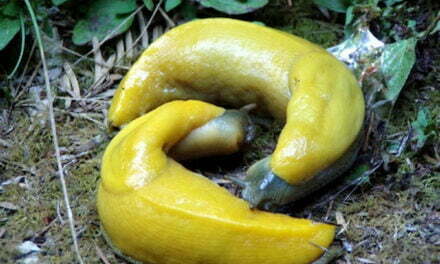Hermaphroditic Banana Slugs Chew Off Each Other’s…