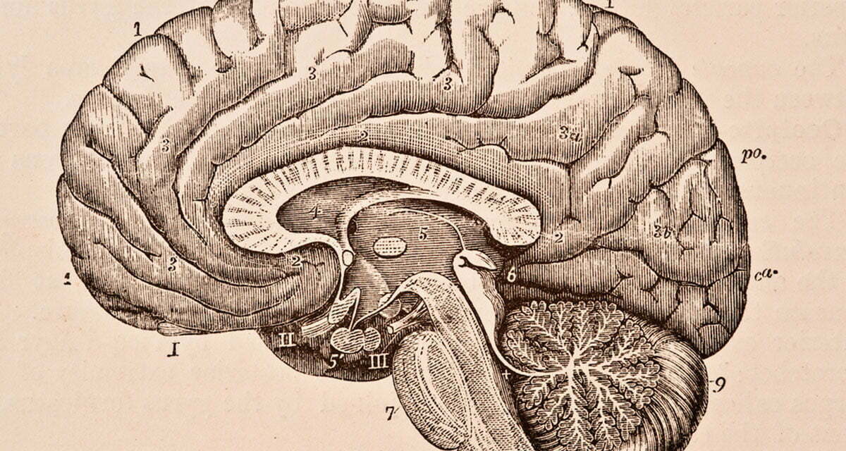 Massive Detail of the Brain