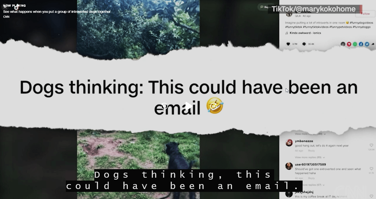 Park for Introvert Dogs The Ugly Minute