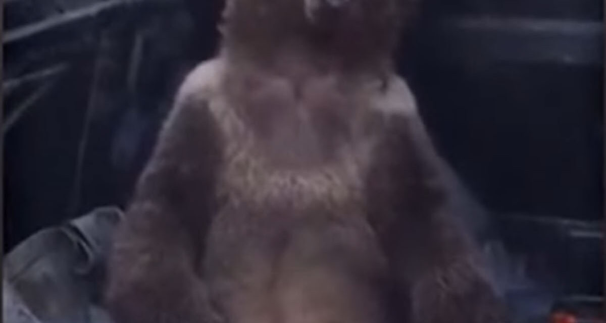 Video: Bear Cub on “Mad Honey”