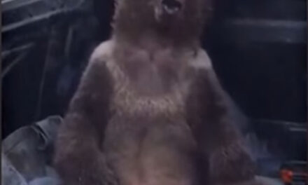 Video: Bear Cub on “Mad Honey”