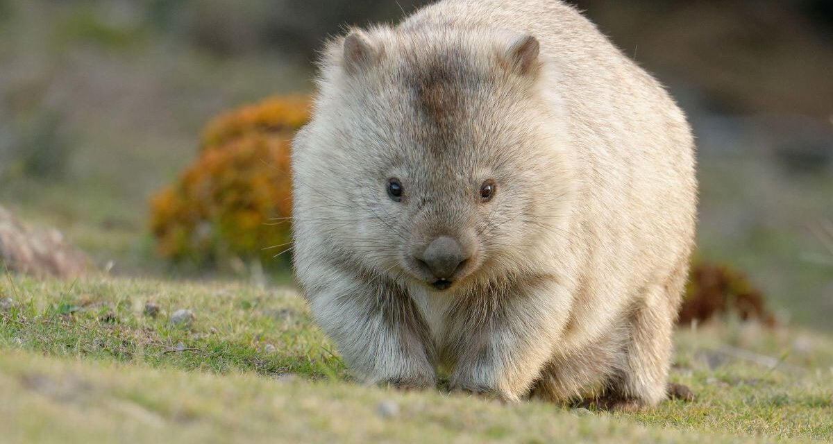 Wombats have Square Poop