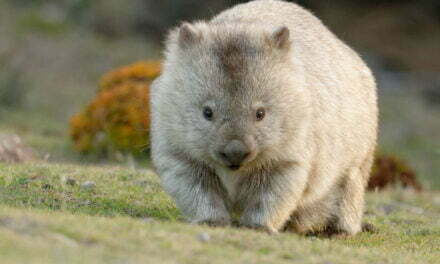 Wombats have Square Poop