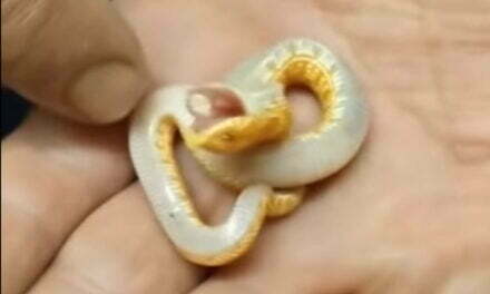 Baby Hognose Snake