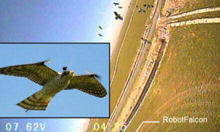 Robot Falcon Keeps Birds Away from Airports