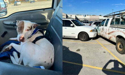 Dog Crashes a Truck at Walmart