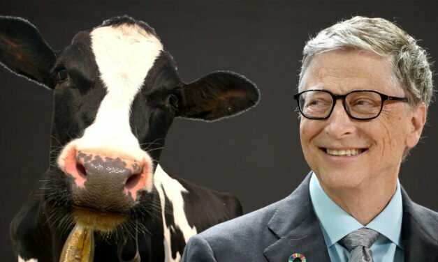 Bill Gates Is Trying to Get Cows to Stop Farting