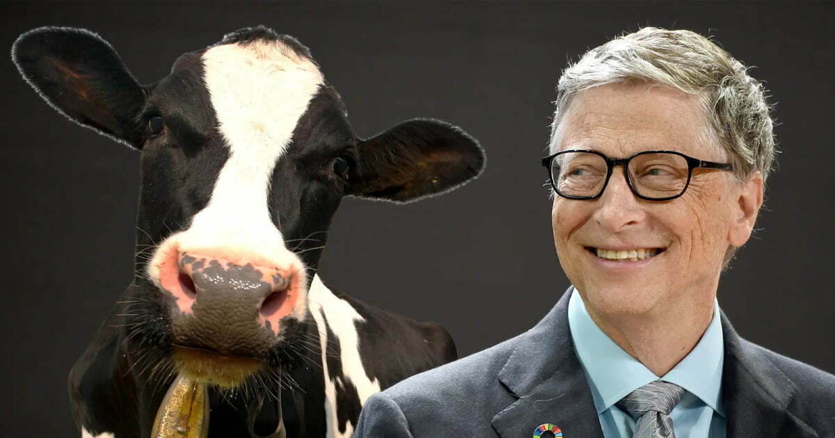 Bill Gates Is Trying to Get Cows to Stop Farting