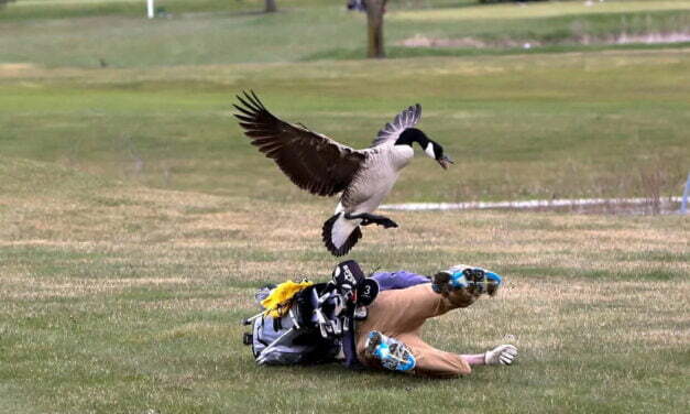 Furious Geese Are Defeating Humans, Scientists Find