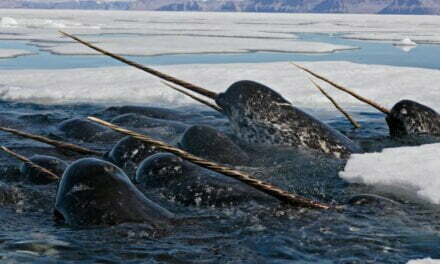 A Narwhal Vs You