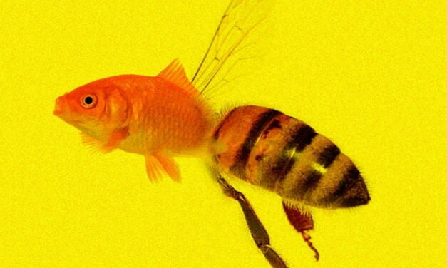 CALIFORNIA COURT RULES THAT LEGALLY, BEES CAN BE CLASSIFIED AS FISH