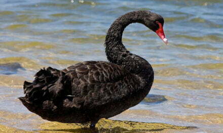 “Black Swans” in Artificial Intelligence?