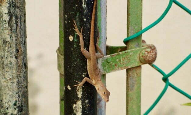 Forest lizards genetically morph to survive life in the city