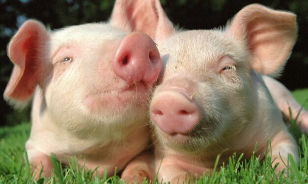 BIOTECH PENILE IMPLANTS LET PIGS GET ERECTIONS AGAIN