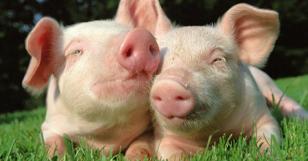 BIOTECH PENILE IMPLANTS LET PIGS GET ERECTIONS AGAIN