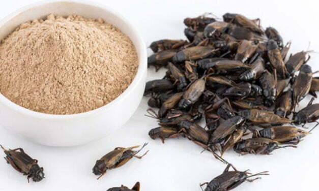 Crickets Approved As Flour Ingredient