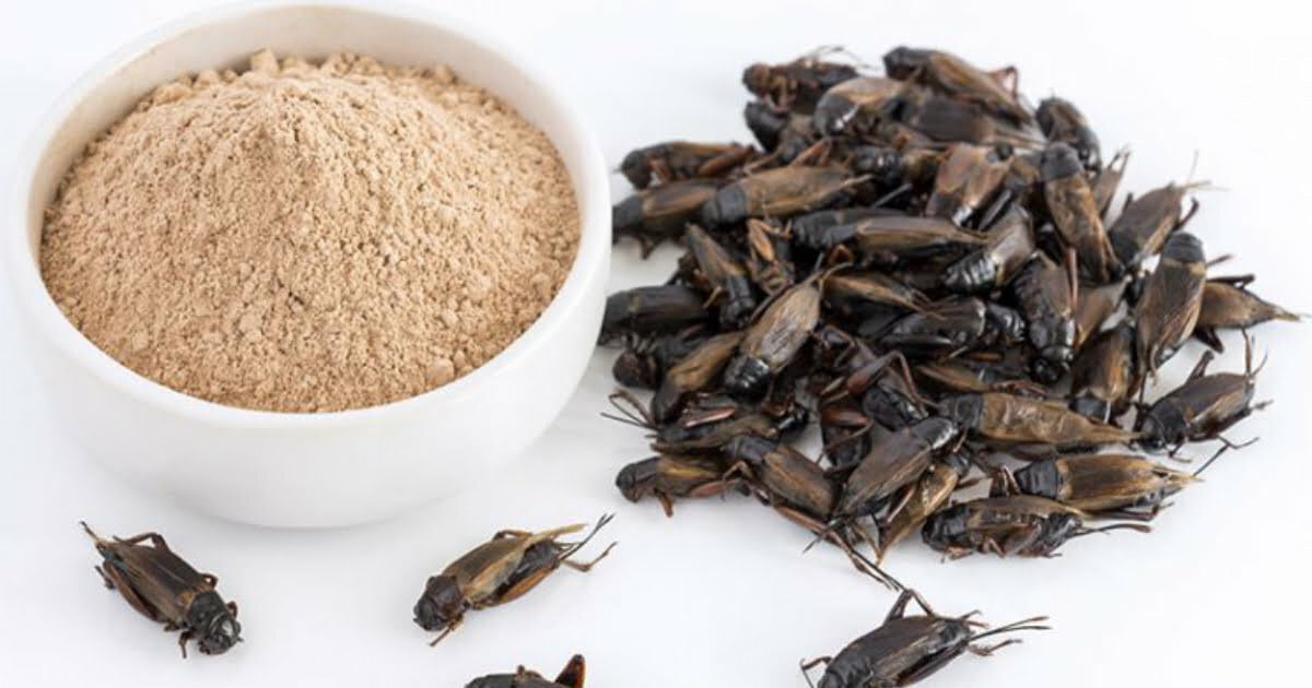 Crickets Approved As Flour Ingredient