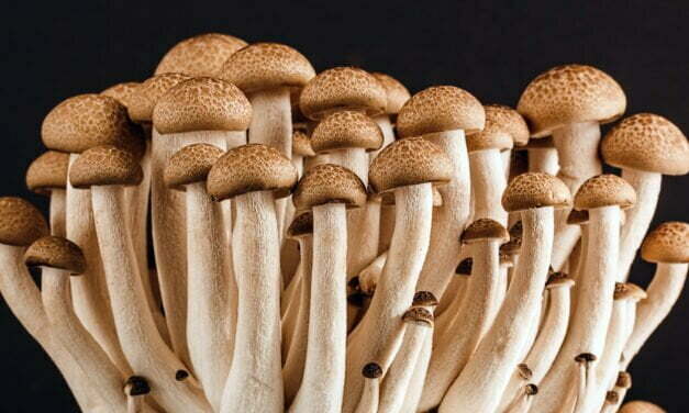 7 Poisonous Mushrooms and What Happens if You Eat Them