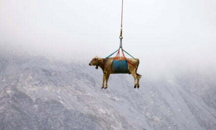 Sound of Moosic: Swiss cows airlifted off mountain pastures ahead of annual parade