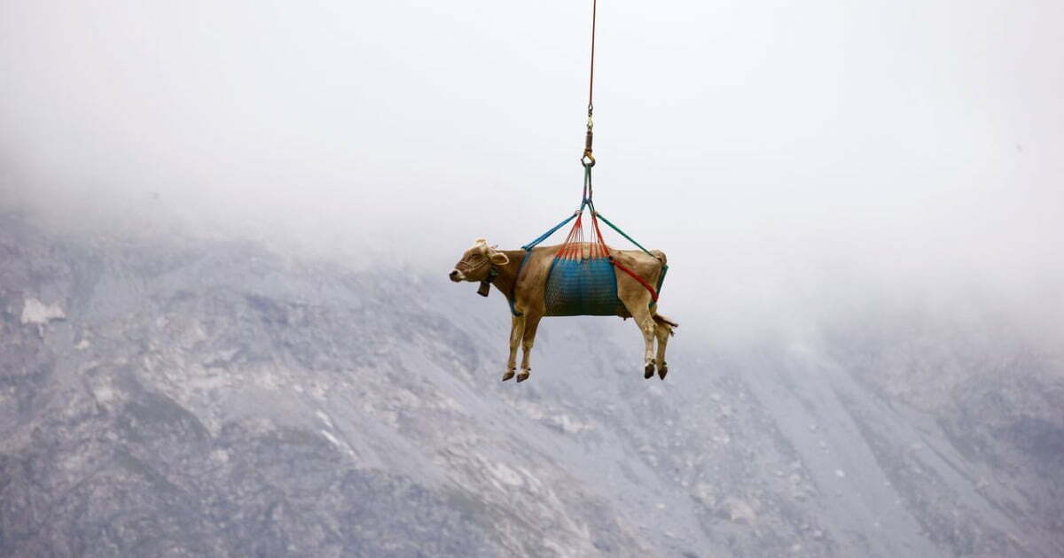 Sound of Moosic: Swiss cows airlifted off mountain pastures ahead of annual parade