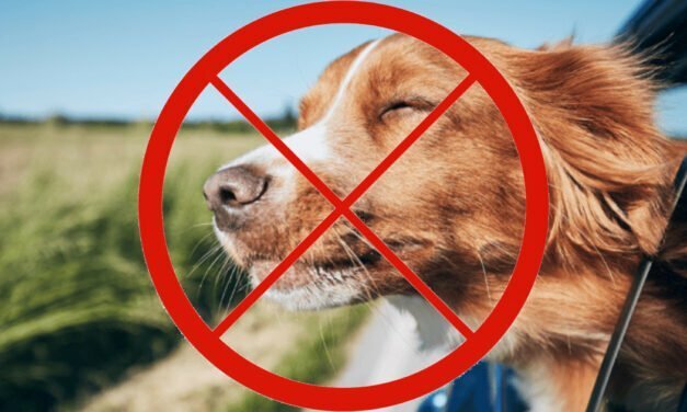 Proposed Florida bill would ban your dog from sticking its head out of the car window