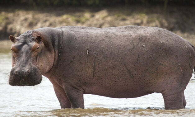 Hippo Bidet