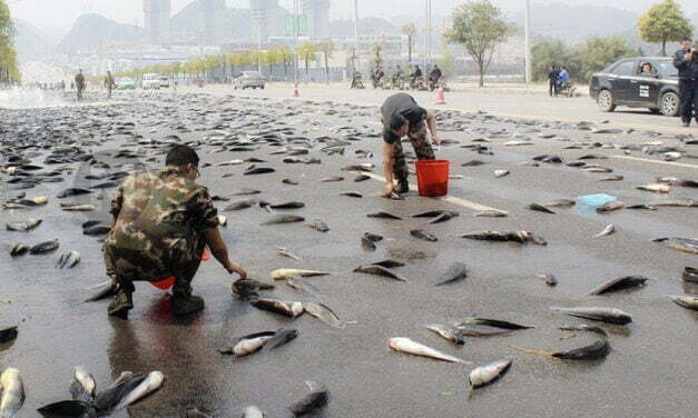 ‘No, this isn’t a joke’: City officials say fish fell from the sky in East Texas