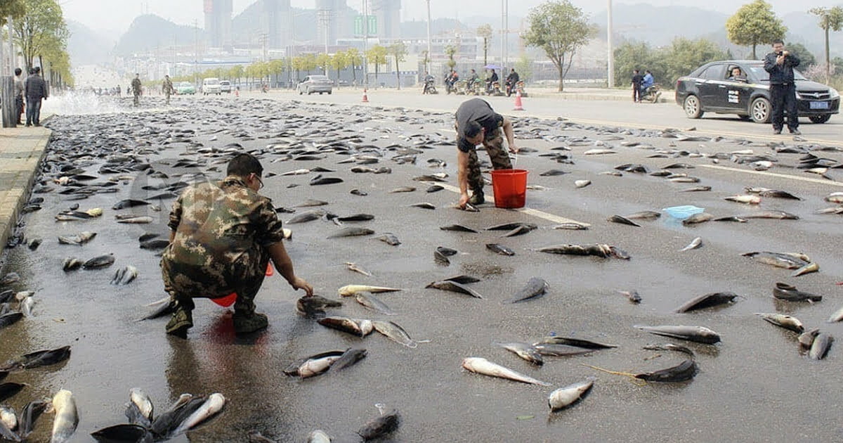 ‘No, this isn’t a joke’: City officials say fish fell from the sky in East Texas