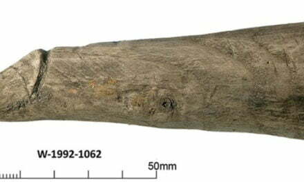 Wooden object nearly 2,000 years old suggests Romans used sex toys, study says