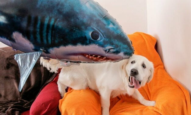 Dog vs shark standoff thrills tourists on Bahamas boat tour