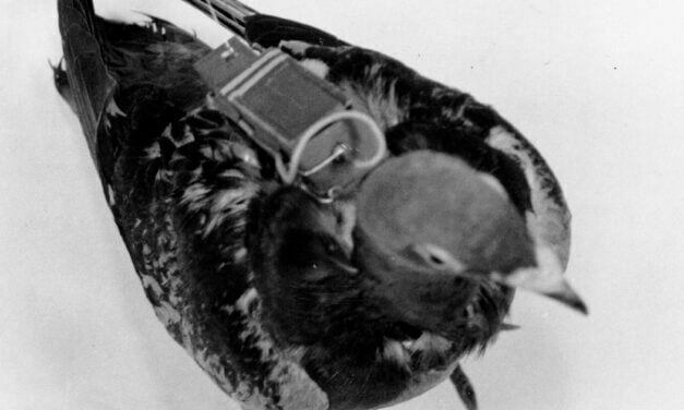 Scientists Turned Dead Birds Into Zombie Drones to Spy on Humans
