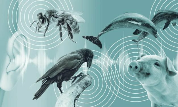 Humans May Be Shockingly Close to Decoding the Language of Animals