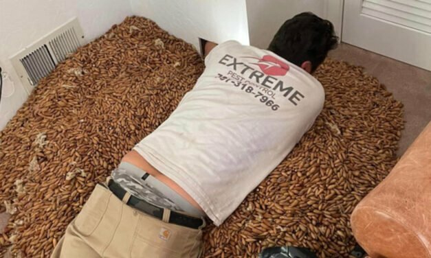 Woodpeckers stash 700 pounds of acorns in wall of California home