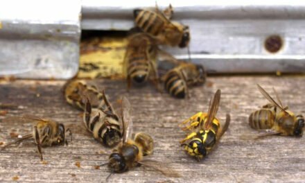 BAD NEWS: BEES ARE DYING AT A SHOCKING RATE