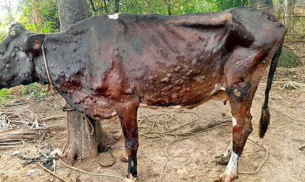 A new flu is spilling over from cows to people in the U.S. How worried should we be?