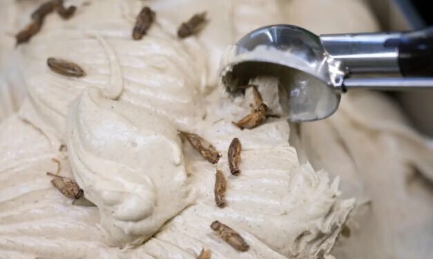 German ice cream parlor offers cricket-flavored scoops