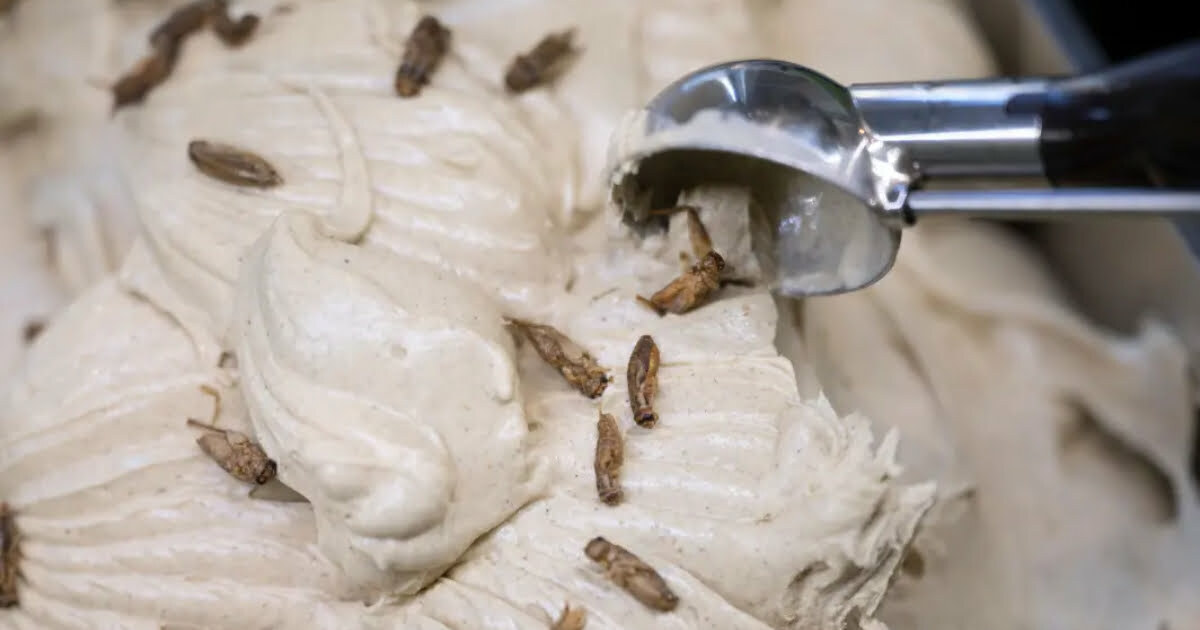 German ice cream parlor offers cricket-flavored scoops