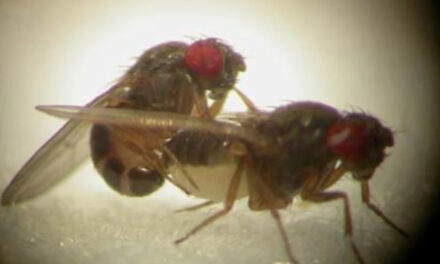 Air Pollution Might Be Turning Fruit Flies Gay 