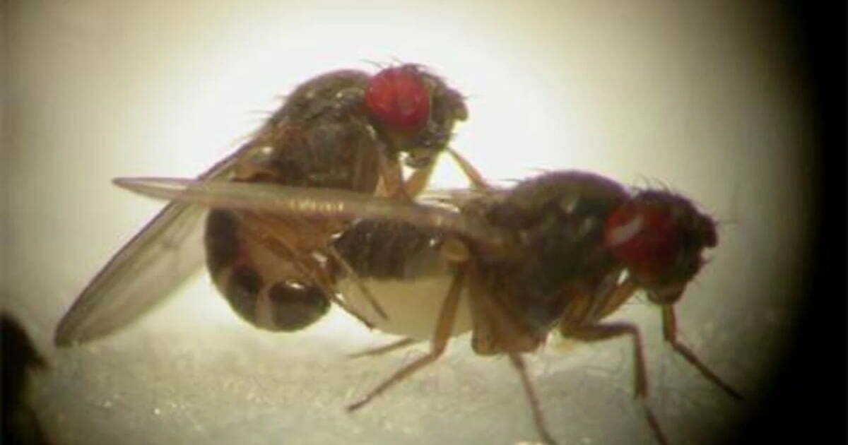 Air Pollution Might Be Turning Fruit Flies Gay 