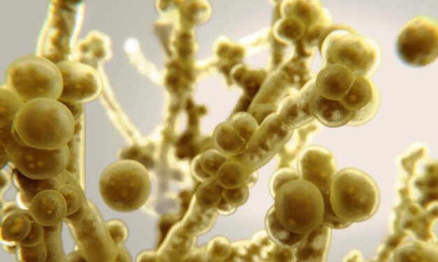Deadly fungal infection spreading at an alarming rate, CDC says