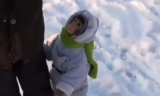 Monkey Could be Mistaken for High Energy Baby in the Snow