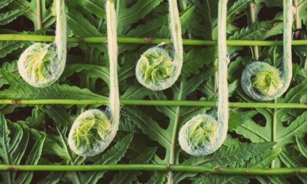 So It Turns Out Plants Have Had Voices This Whole Time