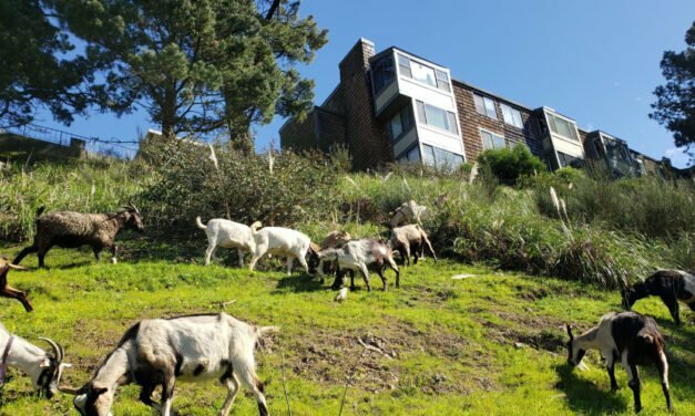At least five mystery goats seen wandering loose in San Francisco