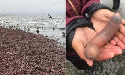 Millions Of Penis-Like Fishes Get Stranded On Beach, And It’s The Craziest Thing You Will See